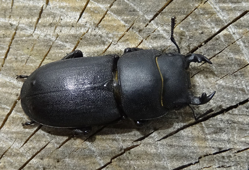 Dorcus parallelipipedus - Lucanidae